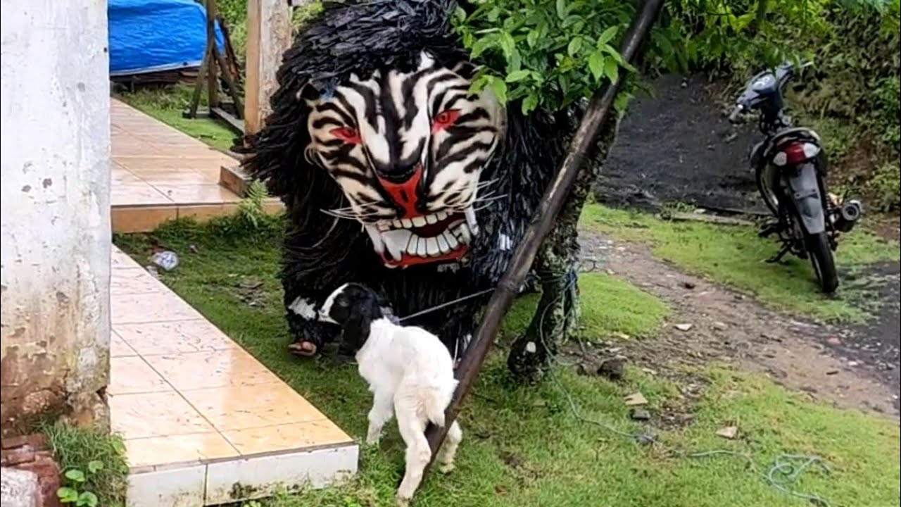 SERAM!!!!!! ANAK KAMBING DIMAKAN CAN MACANAN SINGO BARONG