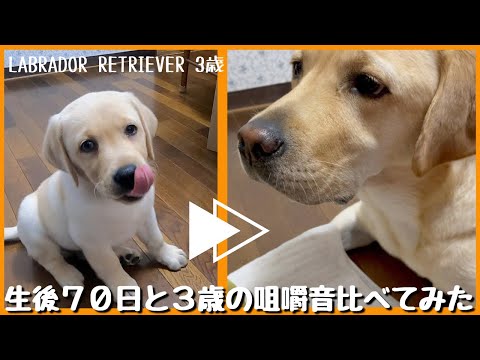 【ラブラドールレトリーバー】生後70日と3歳の咀嚼音比べてみた 大型犬ASMR