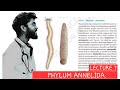 PHYLUM ANNELIDA || Animal Kingdom lecture 7 || Segmeted worms|| Ringed worms
