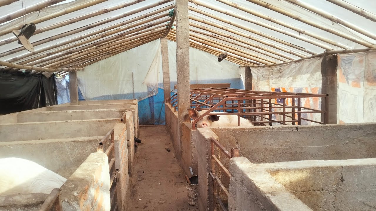 #ठण्डी मौसम मे सूअरका घर कैसे ब्यबस्थापन करना हे #अर सूअरको सर्दी से कैसे बचाए जानिए|