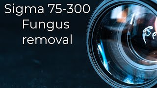 Sigma 75-300 fungus removal : Lens repair