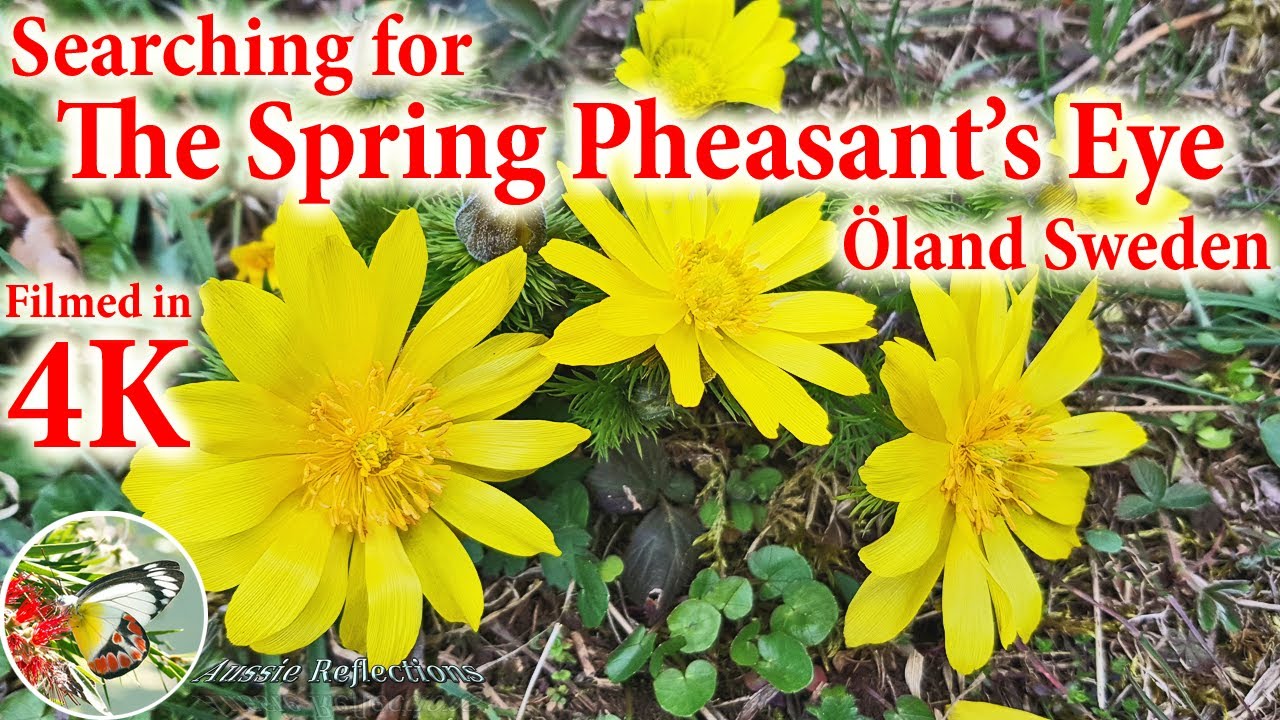 Searching For The Spring Pheasant's Eye : Öland Sweden
