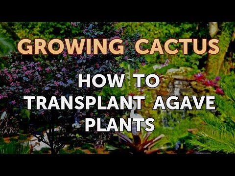 How to Transplant Agave Plants