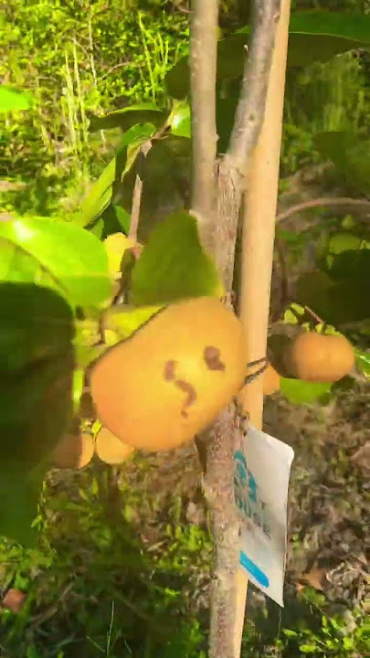 Persimmon ko nagbunga na #persimmonfruit #trending #backyardgardening