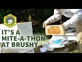 Its a Mite A Thon at Brushy