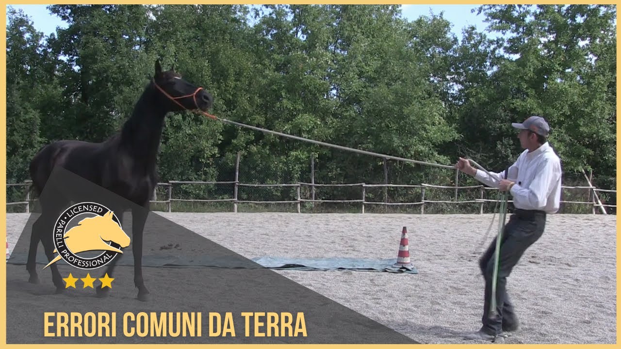 Errori comuni da terra nel Programma Parelli