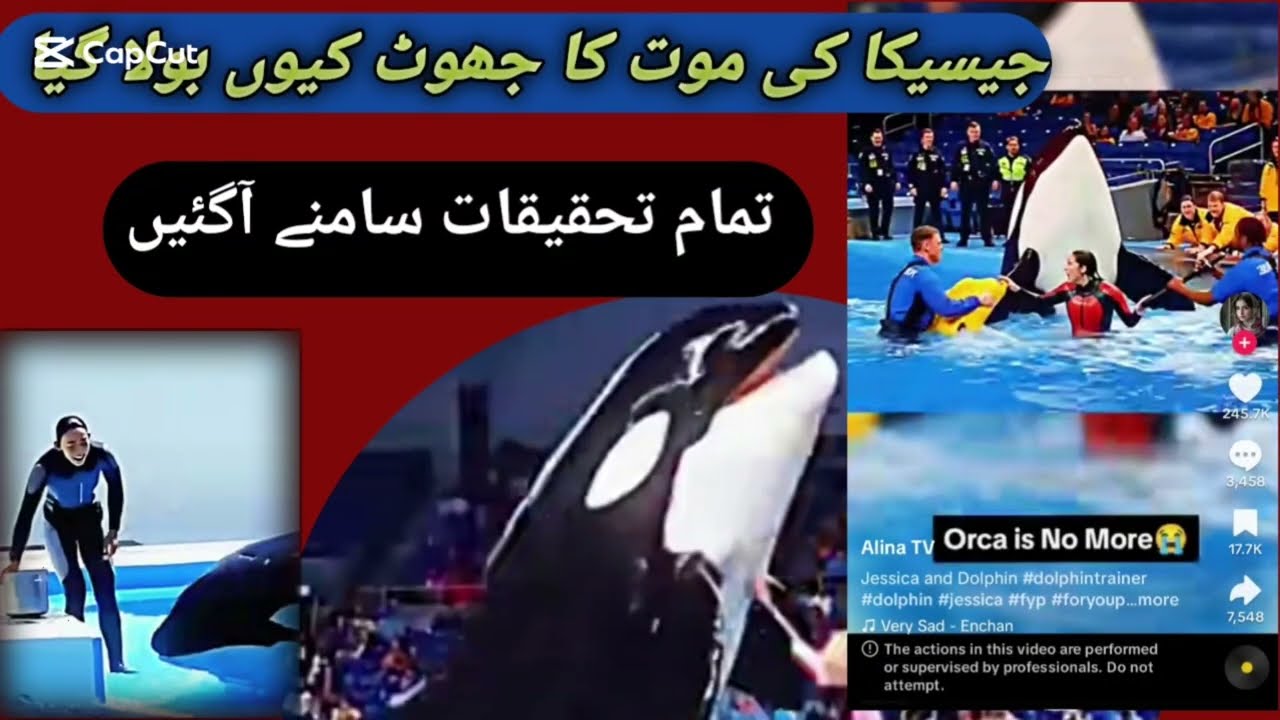 The Truth Behind Jessica Radcliffe’s Viral Dolphin Attack Video"Jessica Radcliffe Story EXPOSED 