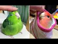 Baby Animals 🔴 Funny Parrots and Cute Birds Compilation (2021) Loros Adorables Recopilación #30