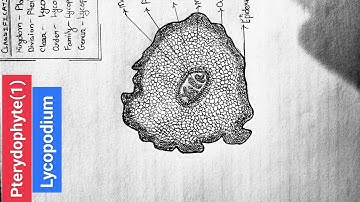 How to draw Lycopodium(pterydophyte) for bsc1styear and class12Icbse Icse board#bsc#science#biology
