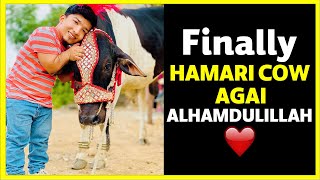 Finally Hamari Cow Agai Alhamdulillah ♥️