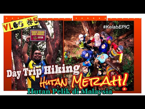 VLOG#5 - Day Trip Red Forest! Jerantut, Pahang! Hutan Pelik di Malaysia