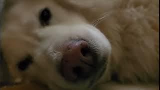 Dog Breath 1 ASMR, ease your mind with Stream of Unconsiousness