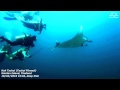 Manta Ray - Similan Island, Koh Tachai (Tachai Pinnacle), Thailand 18/02/2016