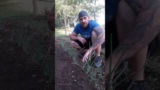 Bolted Onions: Homesteading Advice