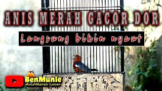 ANIS MERAH GACOR BANGET DI DASAR SANGKAR KETAKUTAN PUN TETAP GACOR COCOK UNTUK PANCINGAN ANIS MERAH