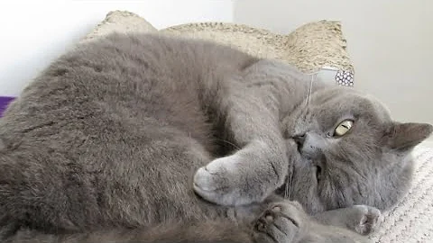 Watch the video about Lazy Weekend with British Shorthair Cat