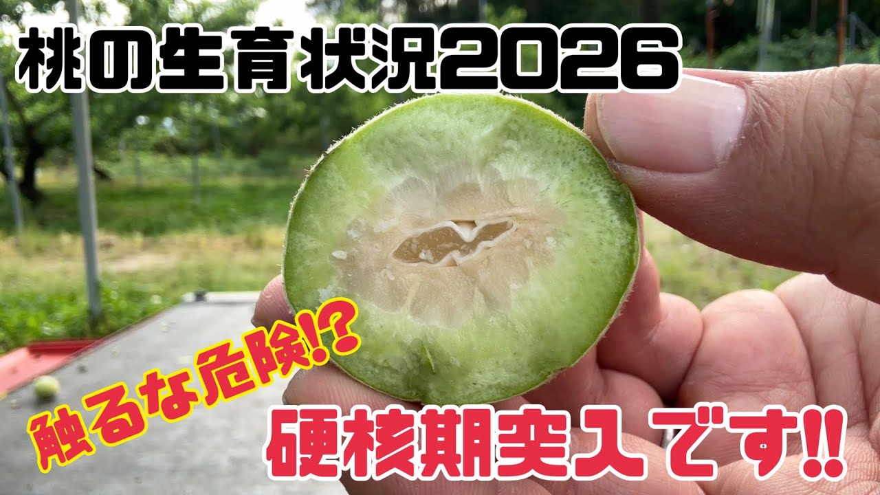 635 [Peach Growth Status 2026] Report 54 Days After Full Bloom