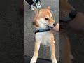 お散歩中にパパの車を発見して感極まる柴犬てぃーだ
