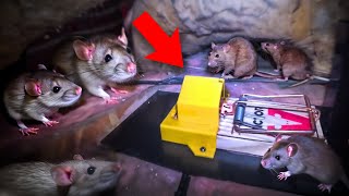 RAT INFESTED...we used the most powerful & effective RAT traps