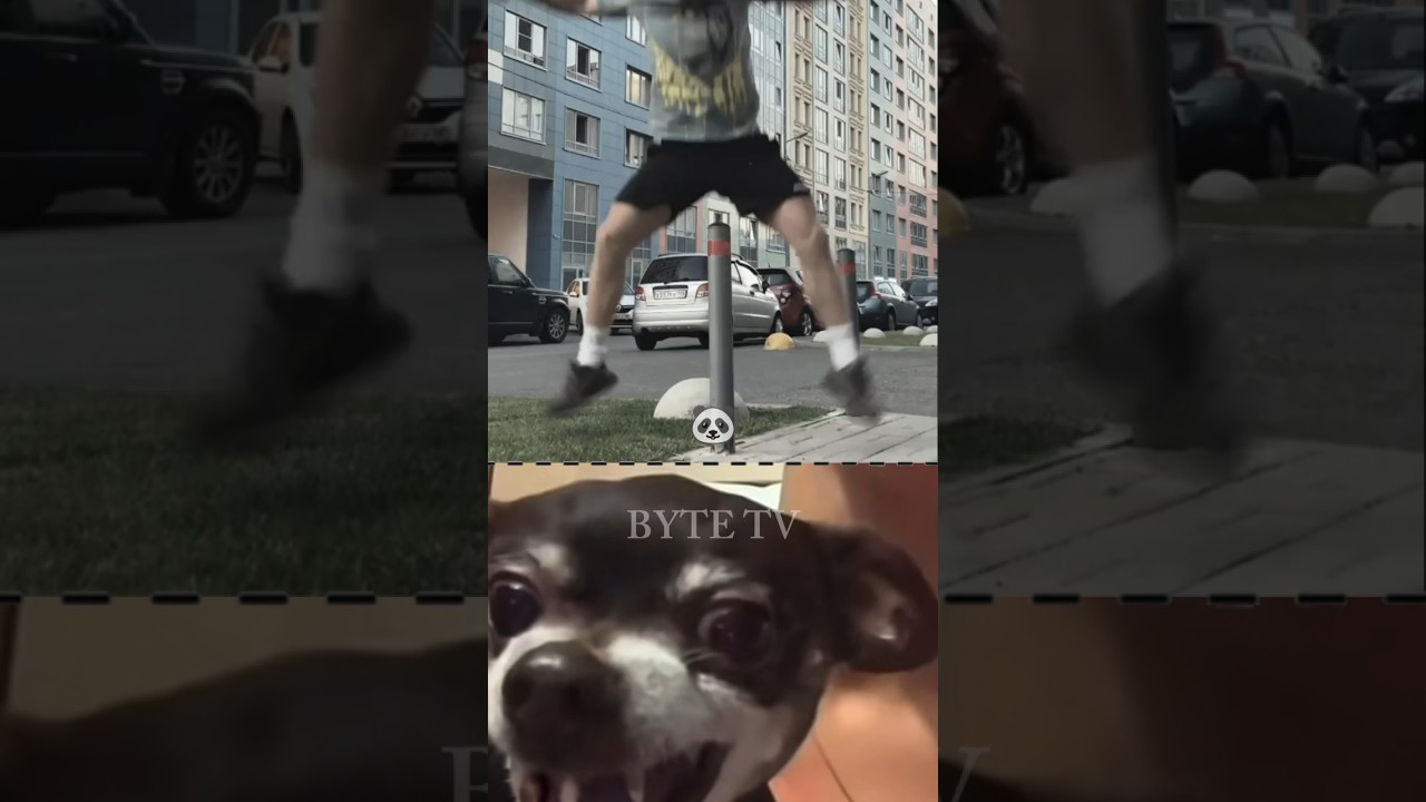 Funniest Dog Reaction Ever!😁