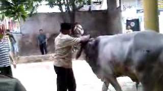 sang jagal terlempar