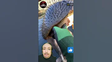 أغرب تصوير لفم حيوان فرس النهر Animals Viral Shorts 