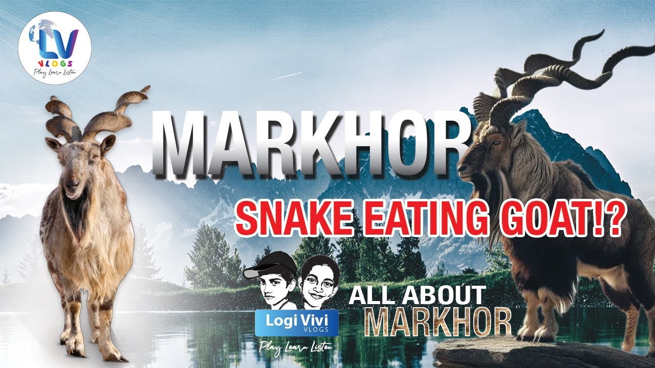 Facts About Markhor (Capra falconeri) | The Largest Wild Goats | Unknown Fact | Encyclopedia | Tamil