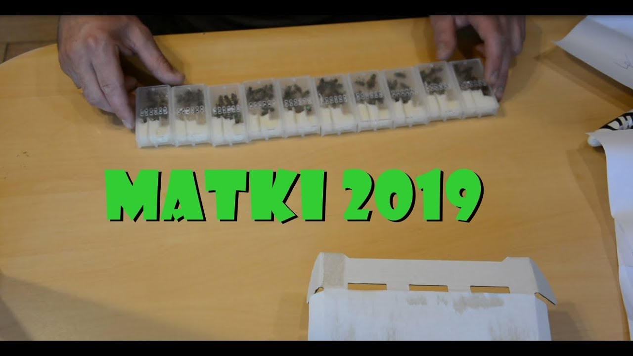 Poddawanie matek pszczelich 2019