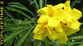 The 11 Most Beautiful Yellow Flowers in the World