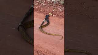 Papa Pinto Snake's Battle with Pit Viper