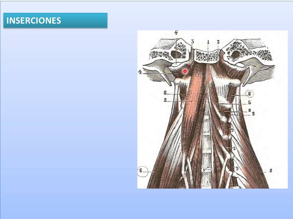 MÚSCULOS DEL CUELLO - Recto lateral de la cabeza free fonts