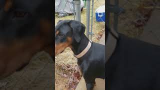 Stubborn and spoiled Doberman by Sir Gregoryson 1,564 views 6 years ago 1 minute, 19 seconds