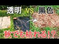 雑草対策|雑草が1日で枯れた除草のやり方は秋でも通用するのか!?