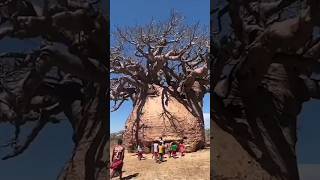 इस पेड़ के अंदर इतना पानी कैसे | Baobab Tree #Shorts #Youtubeshorts #Shortsvideo