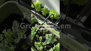 My greens are growing nicely I pick some leaves each day to make juice for family and it’s great