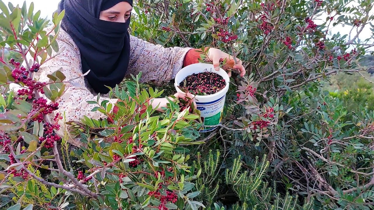 نجني حبات الظرو لتحضير  الزيت في يوم باردا جدا / إنه ريف الجزائر