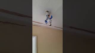 coving removed and artex ceilings reskimmed before feathered down