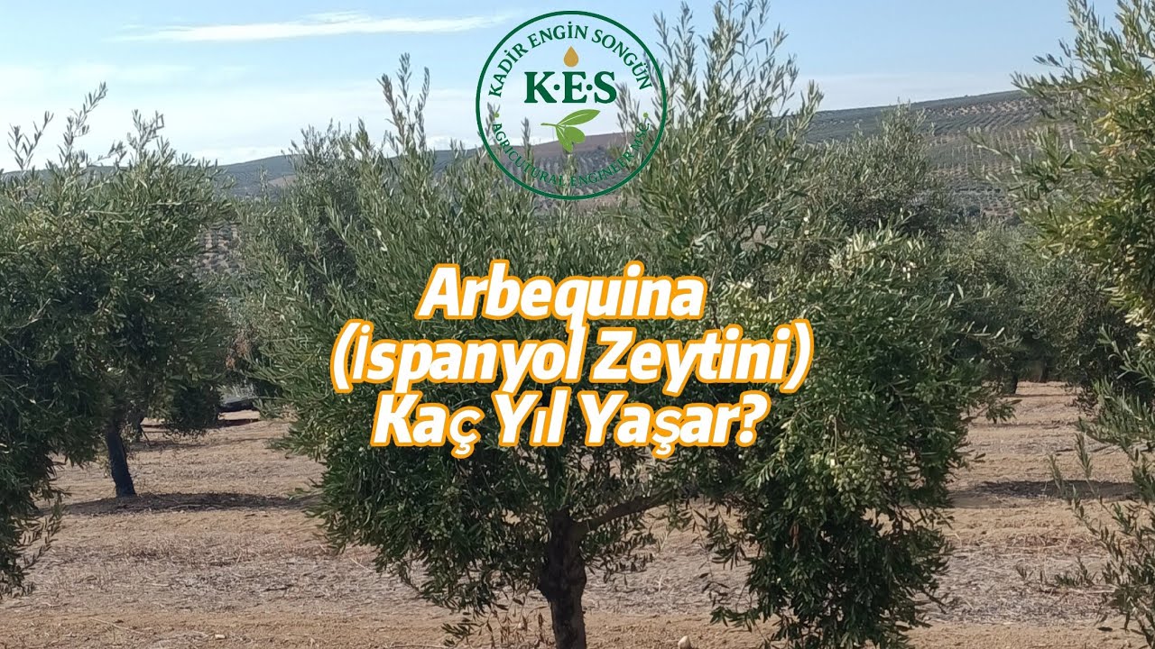 Arbequina (İspanyol Zeytin) Bahçesi, Tam 26 Yaşında!#zeytin #zeytinyağı #arbequina #olive #oliveoil 