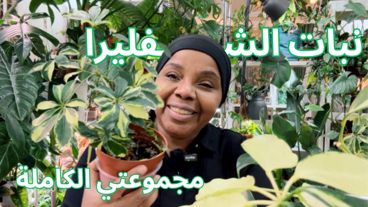 كل ما تود معرفته عن الشفليرا | من سقي واكثار وعناية 🪴