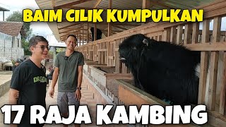 ARTIS CILIK BAIM BOYONG SEMUA KAMBING JAWARA KONTES SENILAI MILYARAN