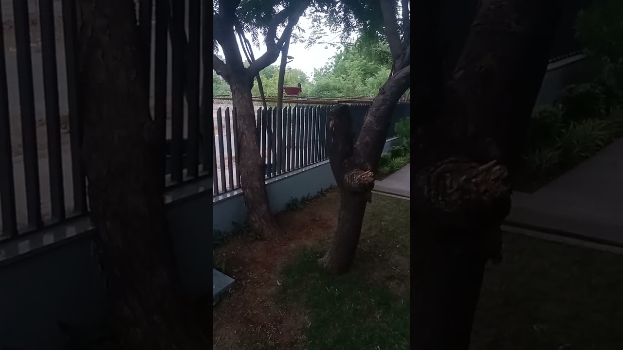 🐣🐣pakshiyon ka Pani piyo short video 🥳🥳📸 subscribe like karo 🙏🙏