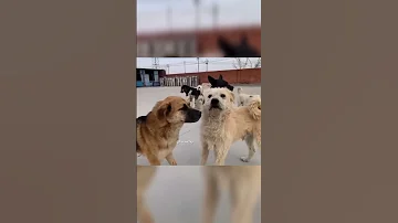 سمي هذا الكلب بالملك تشارلز أشهر كلب في العالم حاليا 