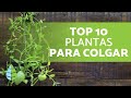 10 Plantas COLGANTES de INTERIOR 🌿 ¡Nombres y Más!