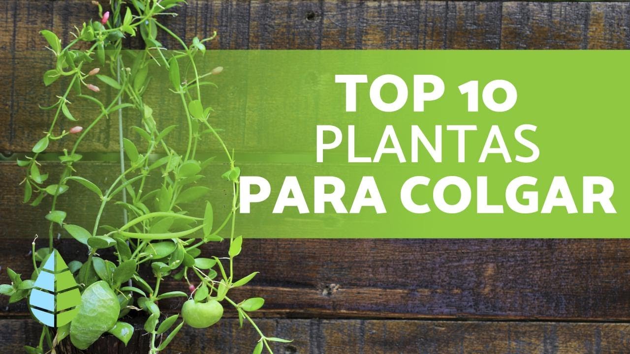 10 Plantas de INTERIOR 🌿 ¡Nombres Más! - YouTube