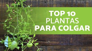 Mira evidencia Pendiente 10 Plantas COLGANTES de INTERIOR 🌿 ¡Nombres y Más! - YouTube