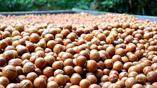 Why Macadamia Nut Is So Expensive - Harvest Macadamia Nuts In The American