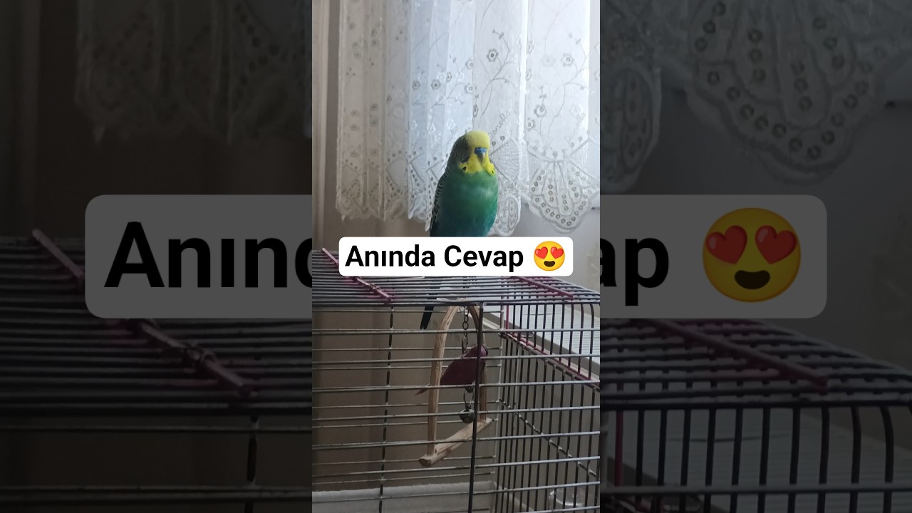 Babacım #konuşankuş #muhabbetkuşu #birds #budgies #budgies #talkingparot #talkingparot #cute