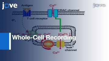 Calcium Release-Activated Calcium (CRAC) Currents: Human T Lymphocytes l Protocol Preview