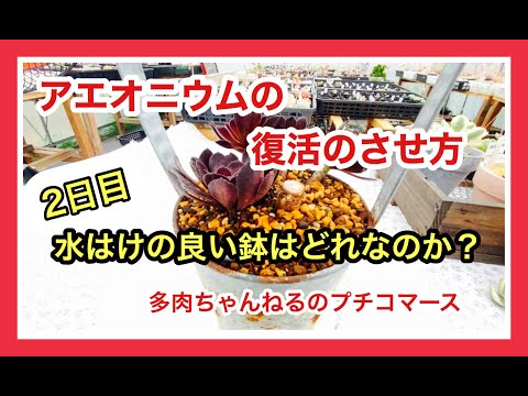 アエオニウム復活のさせ方と水はけの良い鉢はどれなのか？2日目