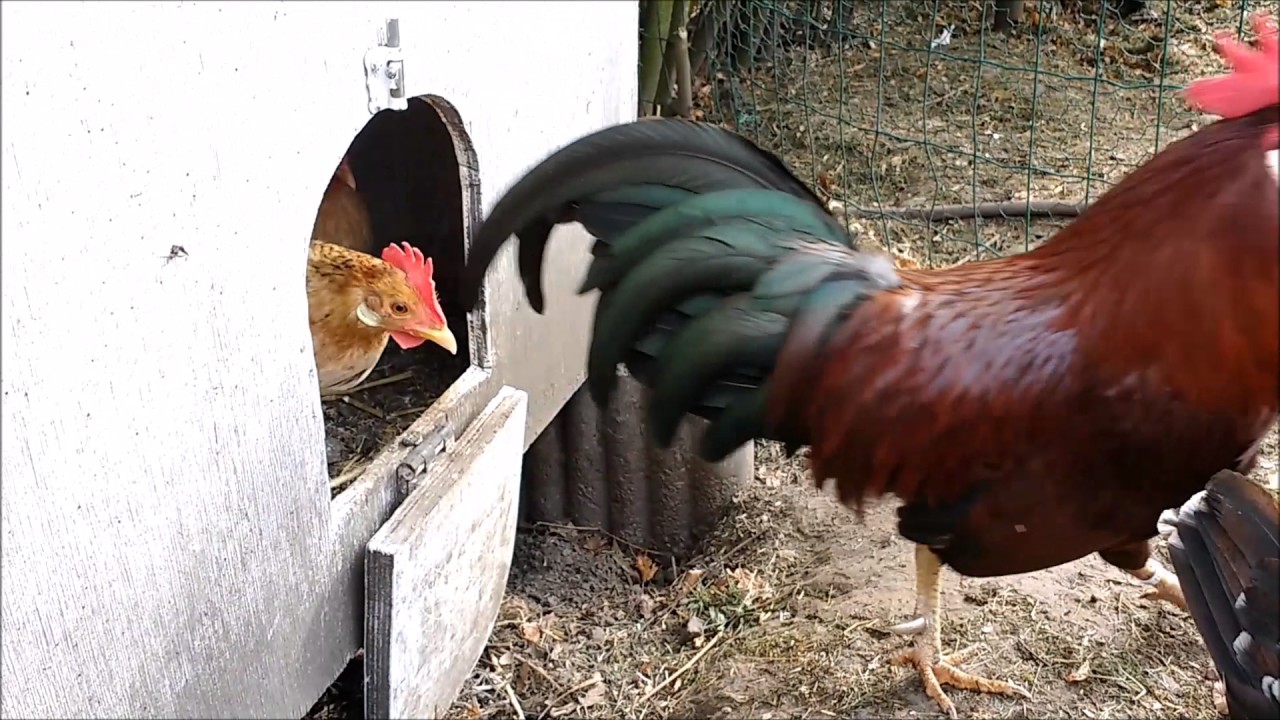 Why do not the chickens rush Why do not the chickens rush